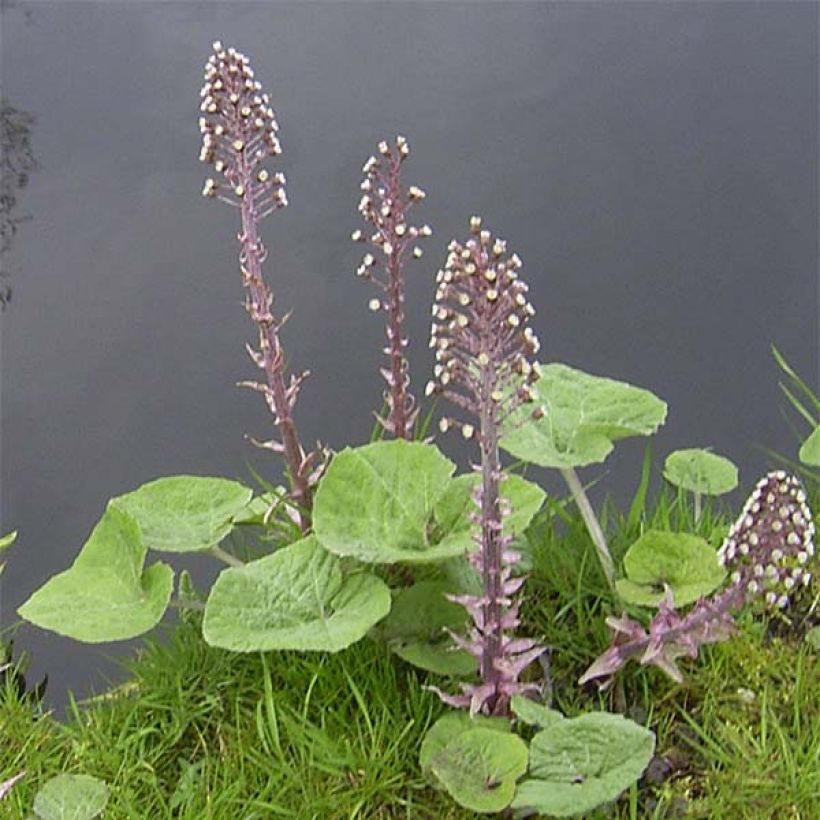 Petasites hybridus (Porte)