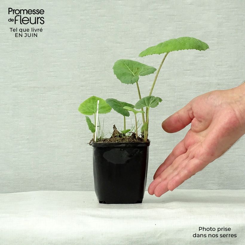 Ejemplar de Petasites hybridus Maceta de 8/9 cm entregado en verano