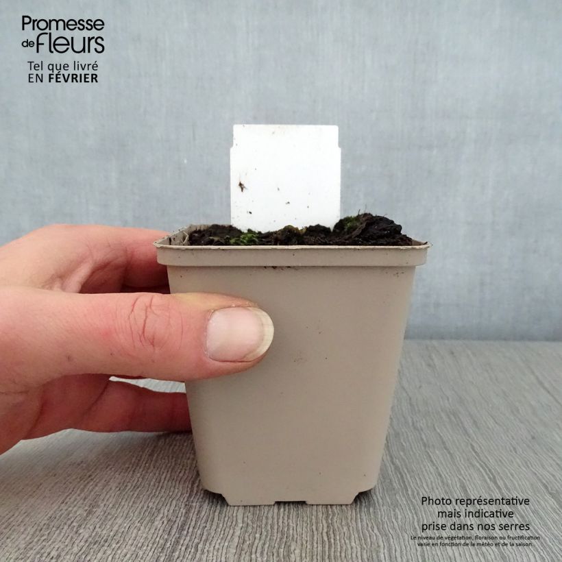 Petasites hybridus Maceta de 8/9 cm Ejemplar entregado en invierno