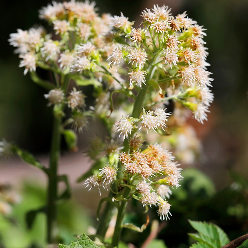 Petasites hybridus (Floración)