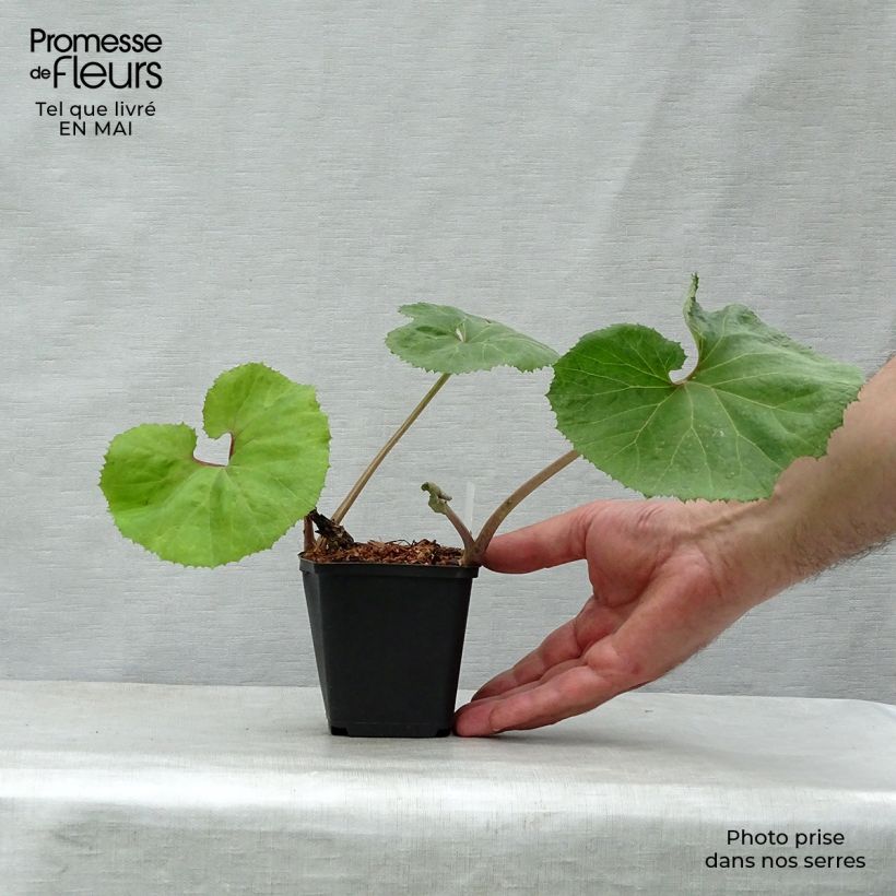 Petasites japonicus Giganteus - Fuki Maceta de 8/9 cm Ejemplar entregado en la primavera