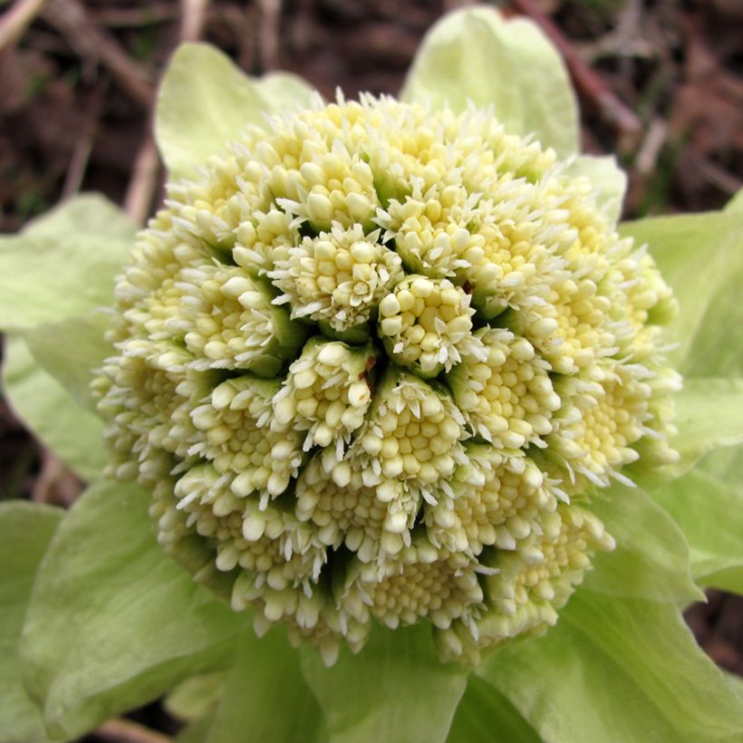 Petasites japonicus - Fuki (Floración)