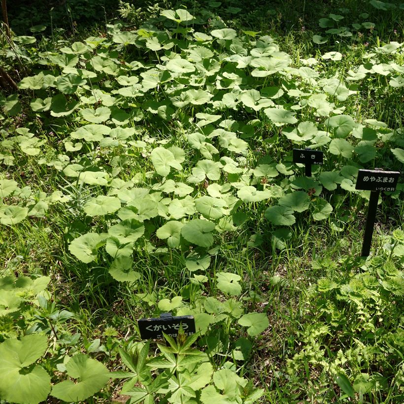 Petasites japonicus - Fuki (Porte)