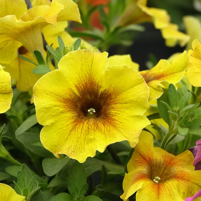 Petchoa hybrida BeautiCal Caramel Yellow (Floración)