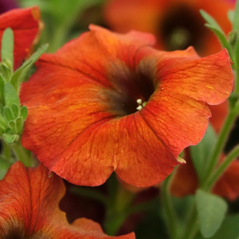 Petchoa hybrida BeautiCal Cinnamon (Floración)