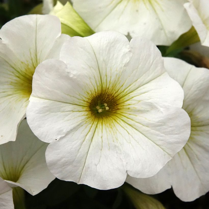 Petchoa hybrida BeautiCal Pearl White (Floración)