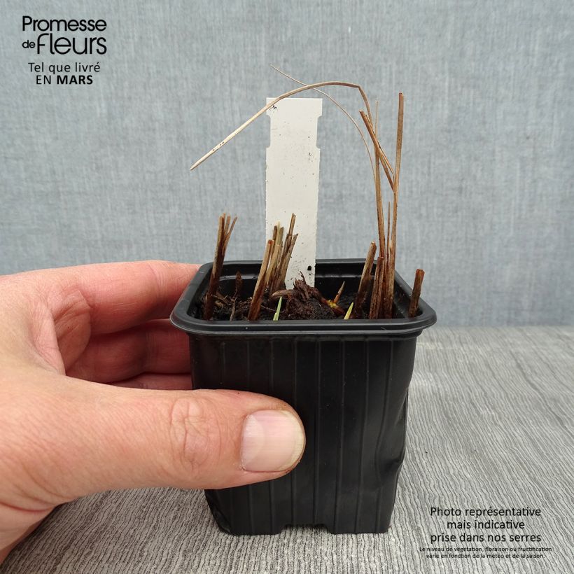 Typha minima - Espadaña en miniatura Maceta de 8/9 cm Ejemplar entregado en invierno