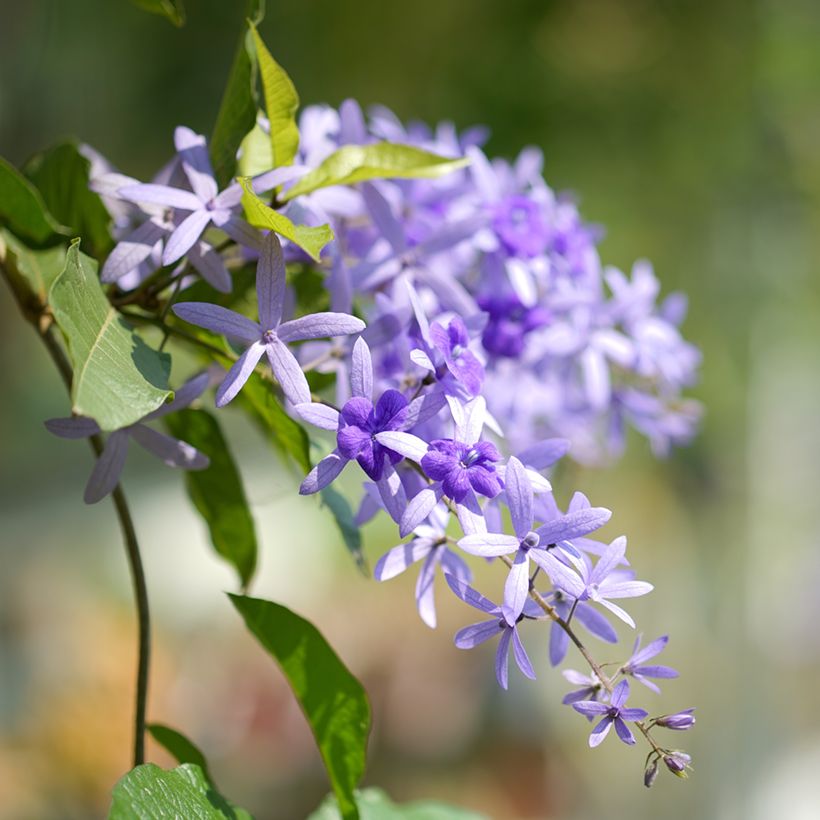Petrea volubilis (Floración)