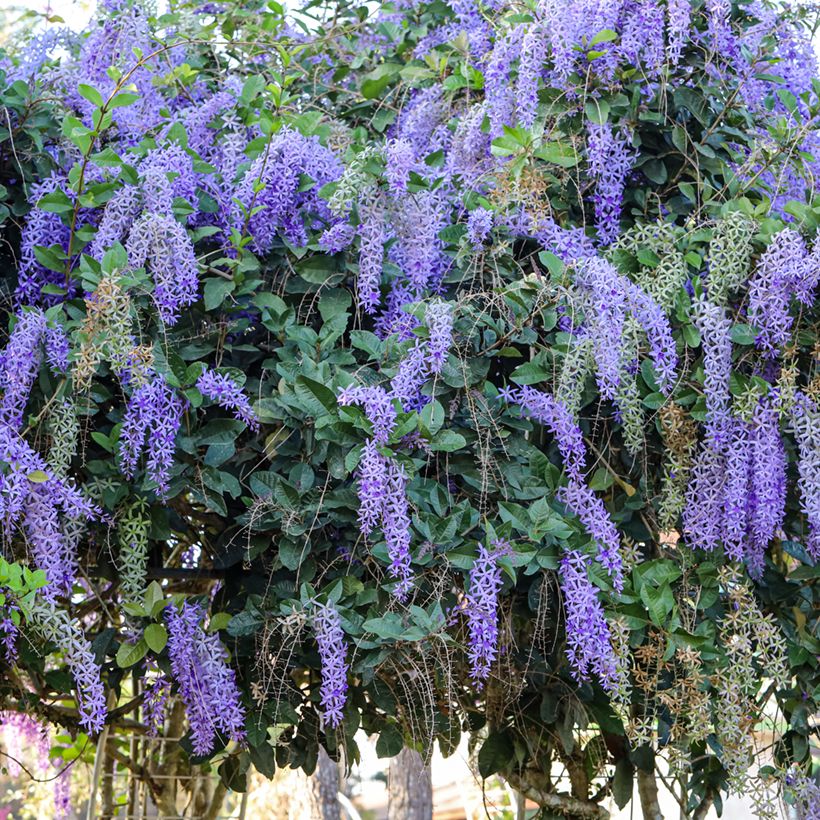 Petrea volubilis (Porte)