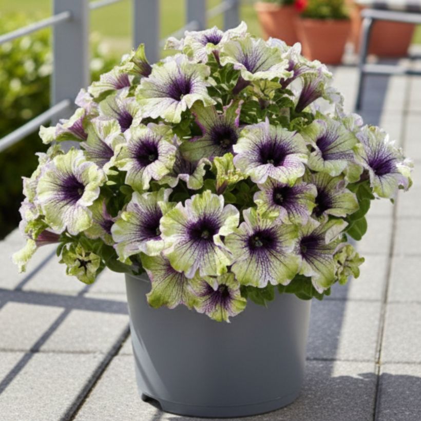 Petunia Amazonas Plum Cockatoo (Porte)