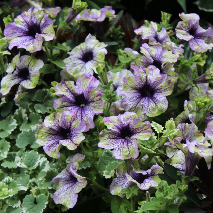 Petunia Amazonas Plum Cockatoo (Floración)