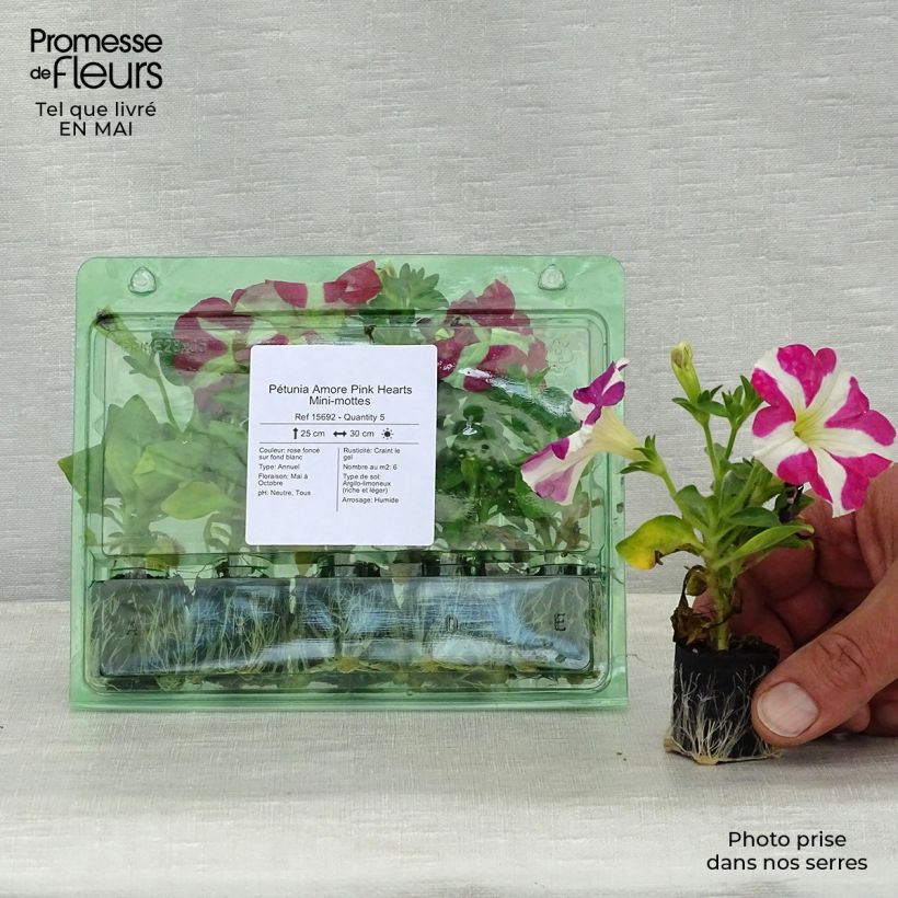 Petunia Amore Pink Hearts minicepellón: Ø 3/4 cm Ejemplar entregado en la primavera