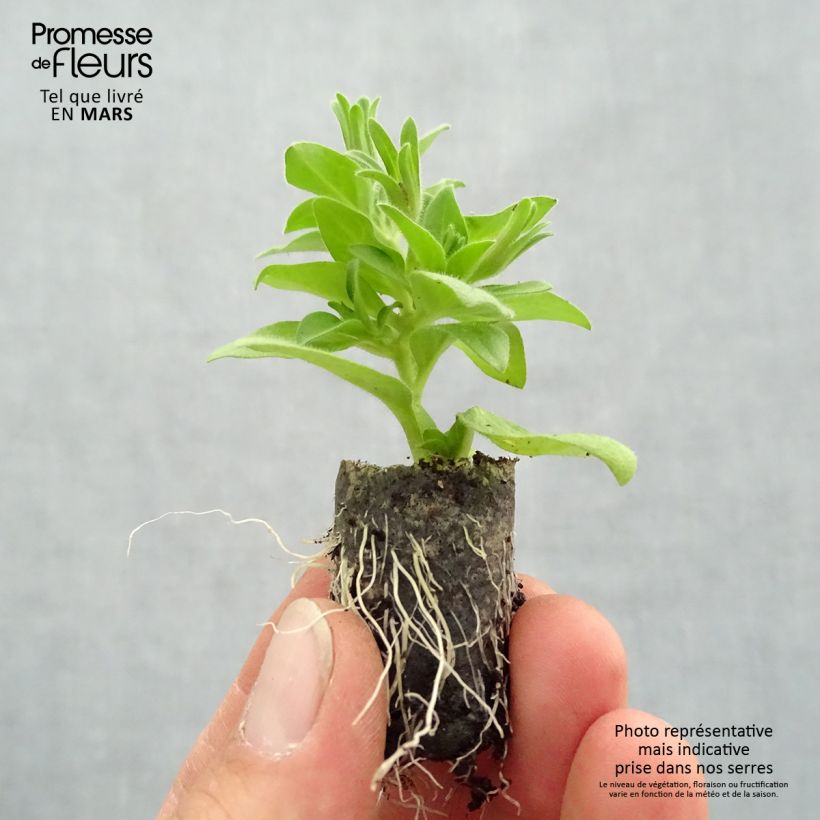 Petunia Baby Doll minicepellón: Ø 1,5/2,5 cm Ejemplar entregado en la primavera