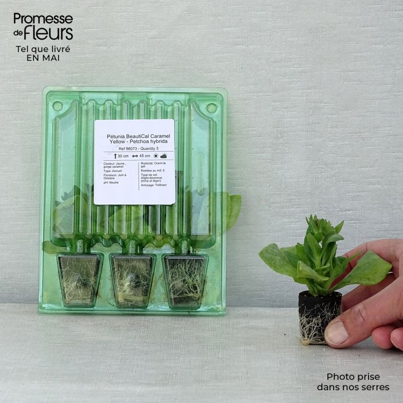 Petchoa hybrida BeautiCal Caramel Yellow minicepellón: Ø 3/4 cm Ejemplar entregado en la primavera