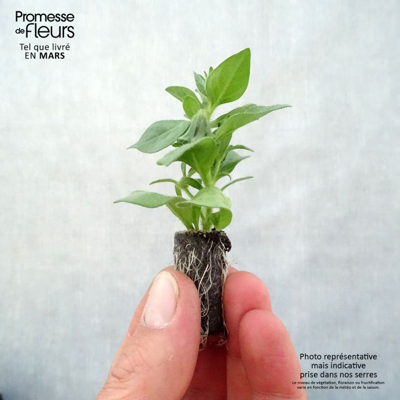 Petchoa hybrida BeautiCal Pearl White minicepellón: Ø 3/4 cm Ejemplar entregado en la primavera