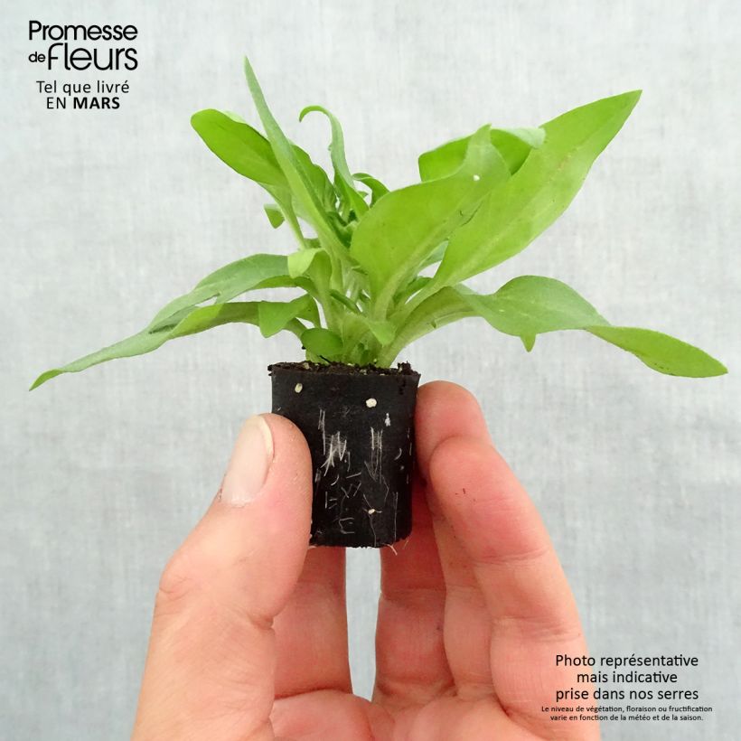 Petunia cascadia Rayo Negro - Petunia Black Ray minicepellón: Ø 3/4 cm Ejemplar entregado en la primavera