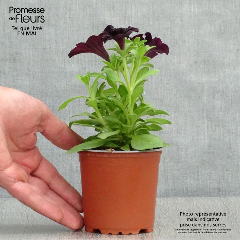 Petunia cascadia Rayo Negro - Petunia Black Ray Maceta de 8/9 cm Ejemplar entregado en la primavera