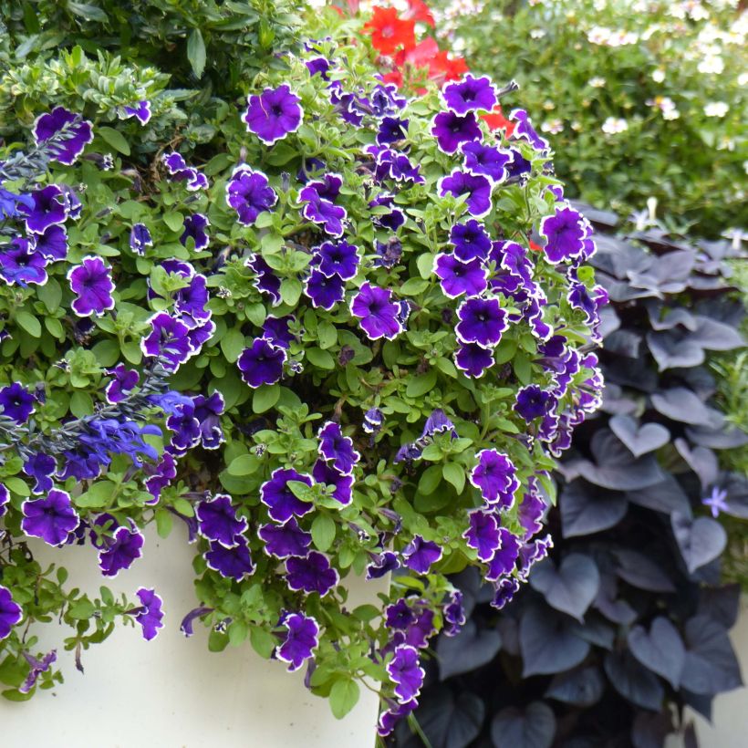 Petunia Picotee Blue (Porte)