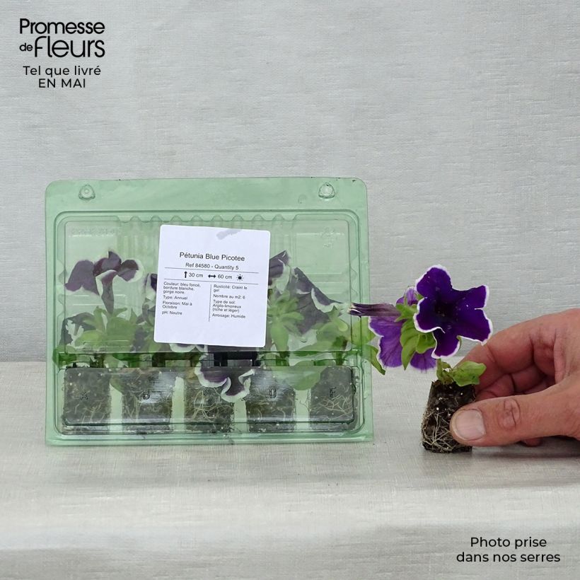 Petunia Picotee Blue minicepellón: Ø 1,5/2,5 cm Ejemplar entregado en la primavera
