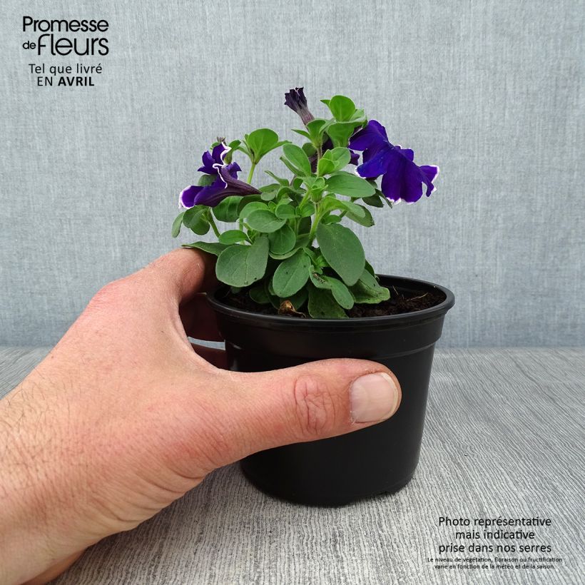 Petunia Picotee Blue Maceta de 8/9 cm Ejemplar entregado en la primavera