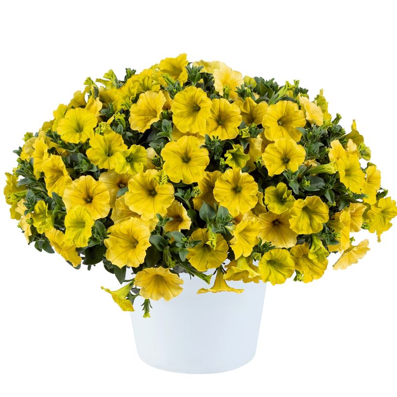 Petunia Capella Hello Yellow (Porte)