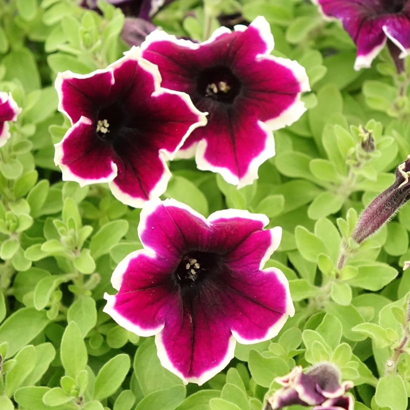 Petunia Cardinal Rim (Floración)
