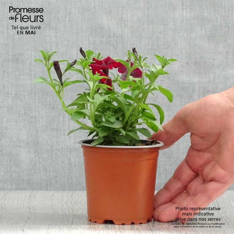 Petunia Chocolina Maceta de 8/9 cm Ejemplar entregado en la primavera