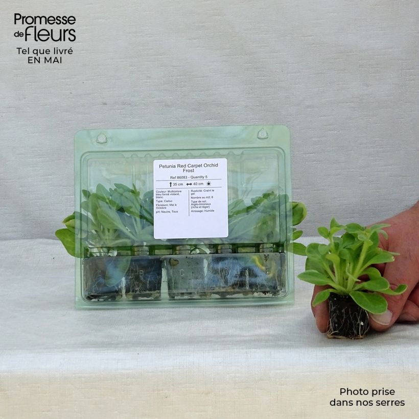 Petunia Red Carpet Orchid Frost minicepellón: Ø 3/4 cm Ejemplar entregado en la primavera