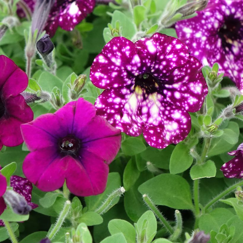 Petunia Splash Dance Magenta Mambo (Floración)