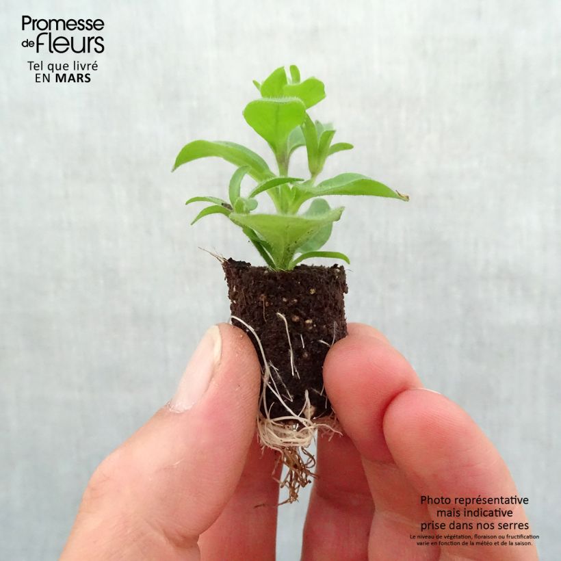 Petchoa hybrida SuperCal Red Maple minicepellón: Ø 1,5/2,5 cm Ejemplar entregado en la primavera
