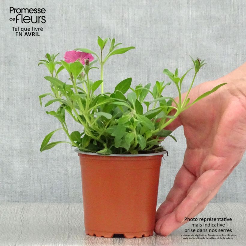 Petunia Supertunia Pink Star Maceta de 8/9 cm Ejemplar entregado en la primavera