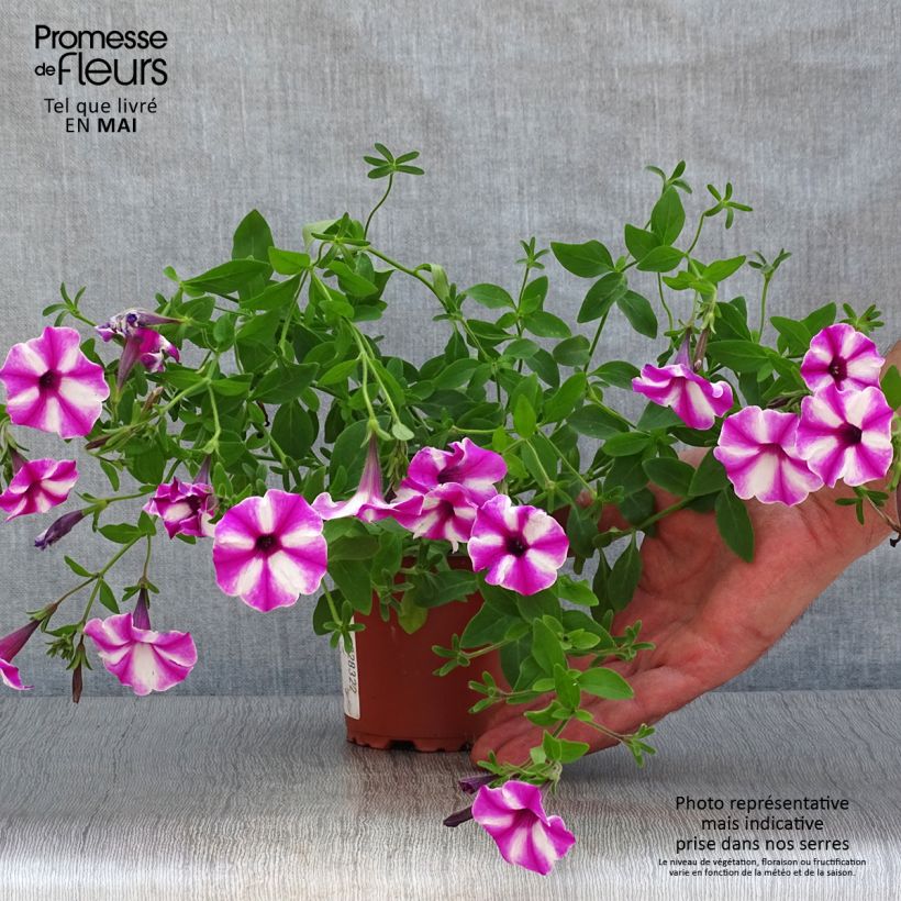Petunia Raspberry Star Maceta de 8/9 cm Ejemplar entregado en la primavera