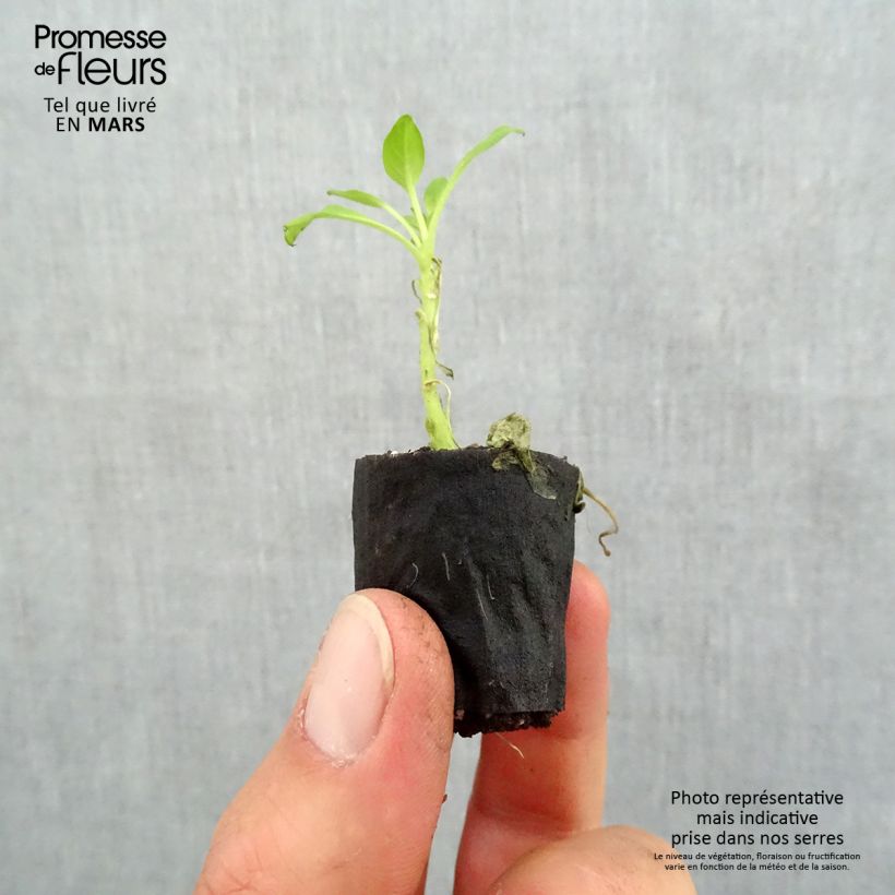 Petunia Supertunia Vista Bubblegum minicepellón: Ø 3/4 cm Ejemplar entregado en la primavera