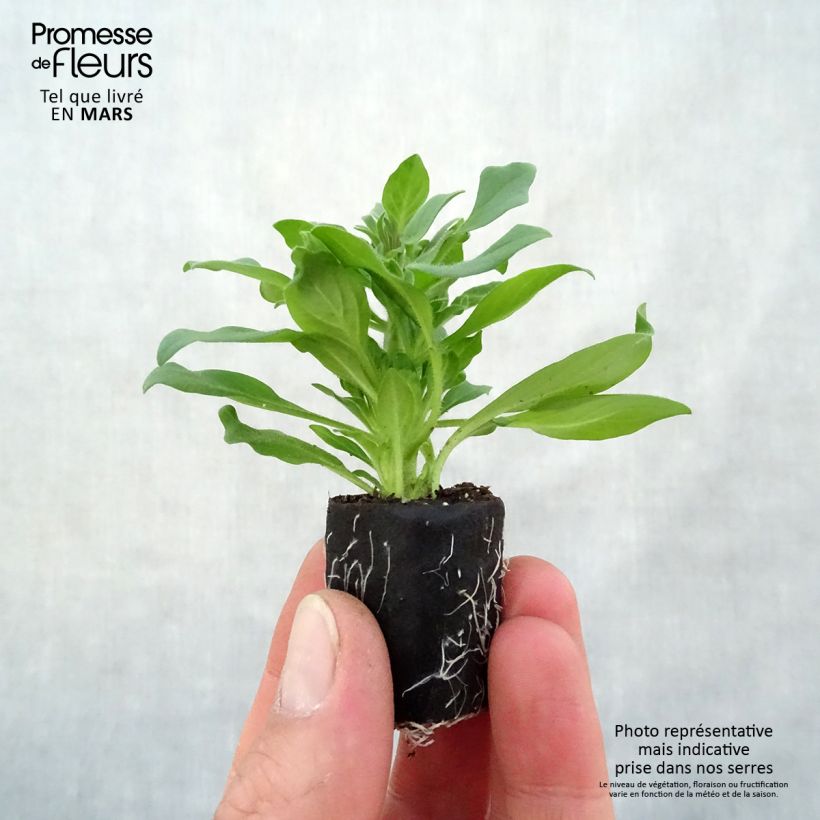 Petunia Supertunia Vista Fucsia minicepellón: Ø 3/4 cm Ejemplar entregado en la primavera