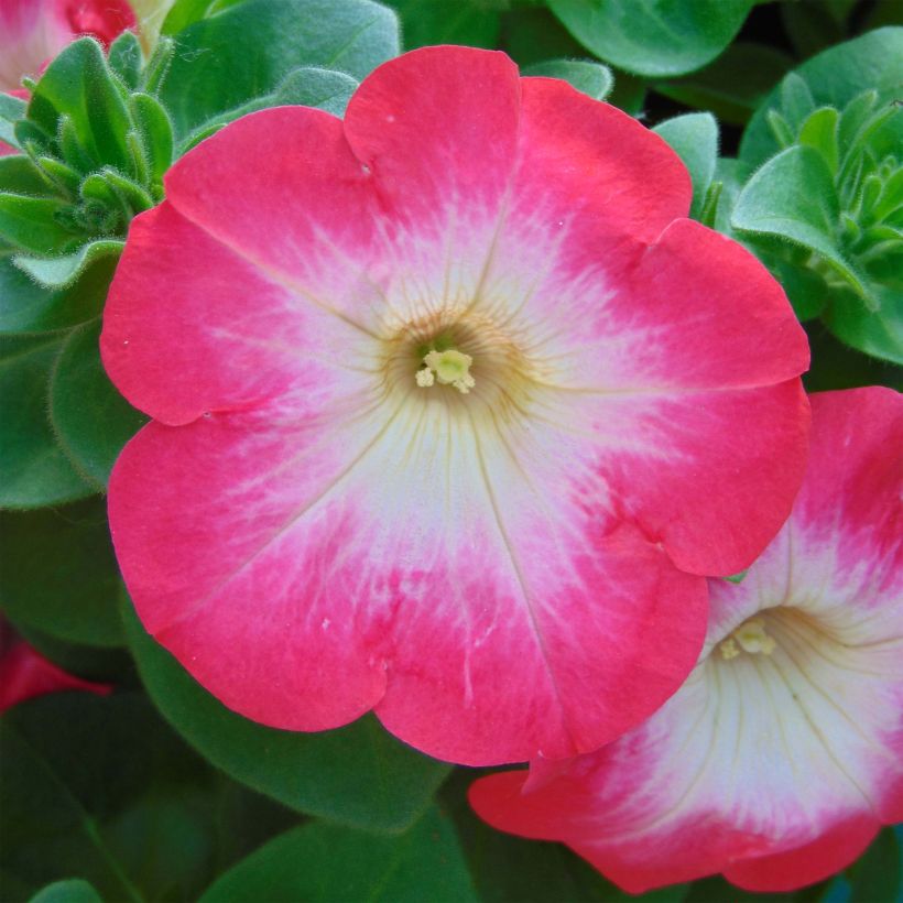 Petunia Coral Morn - Surfinia (Floración)