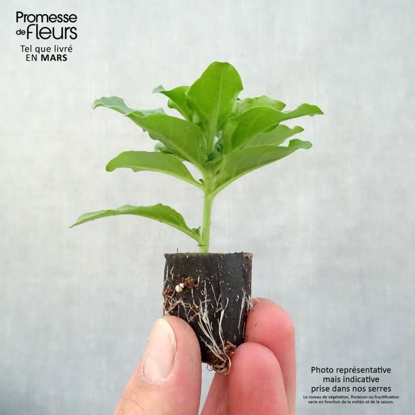 Petunia Purple - Surfinia minicepellón: Ø 3/4 cm Ejemplar entregado en la primavera