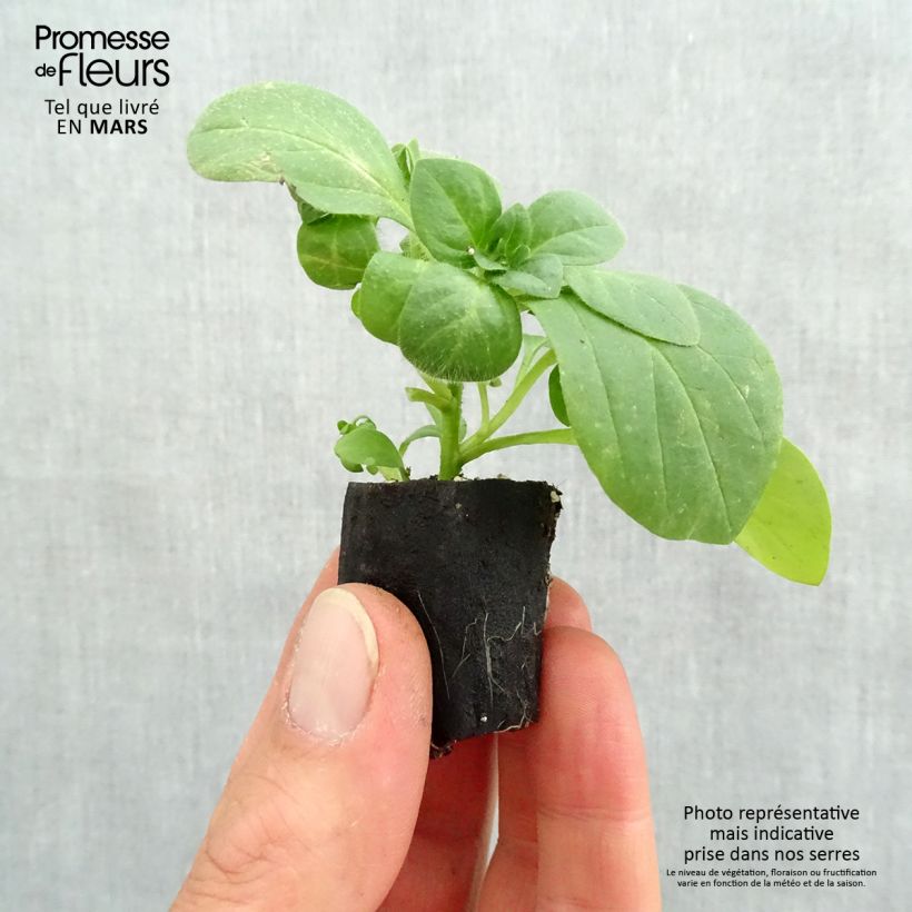Petunia Snow - Surfinia minicepellón: Ø 3/4 cm Ejemplar entregado en la primavera
