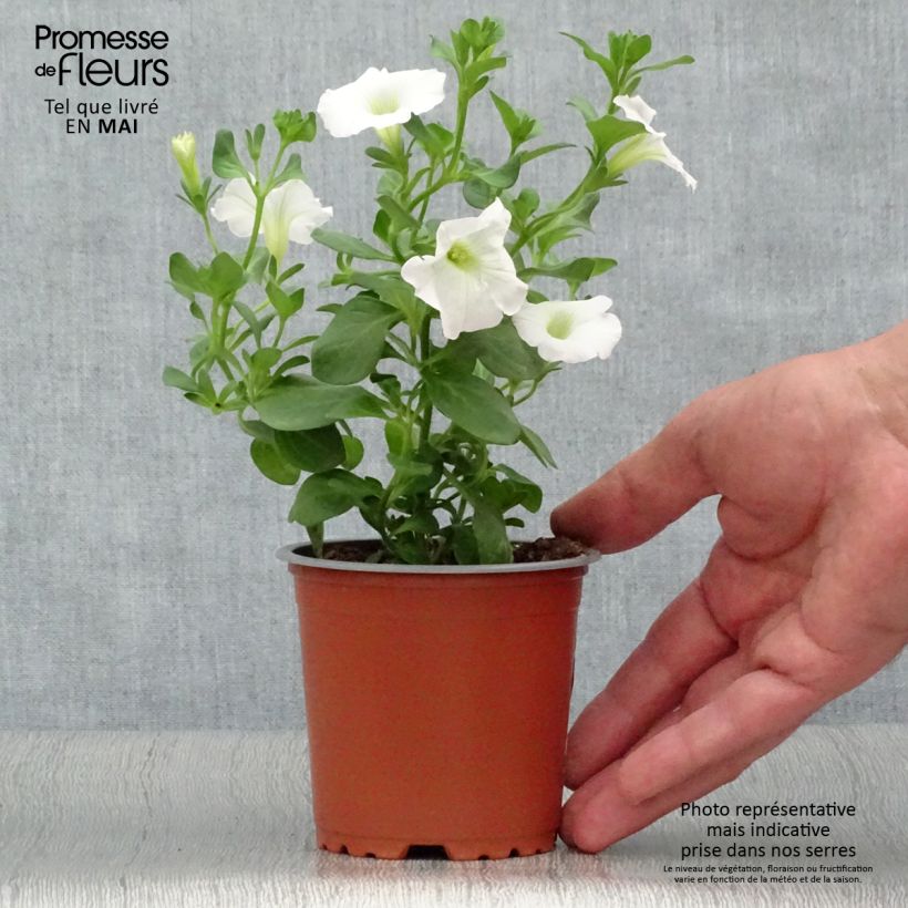 Petunia Snow - Surfinia Maceta de 8/9 cm Ejemplar entregado en la primavera