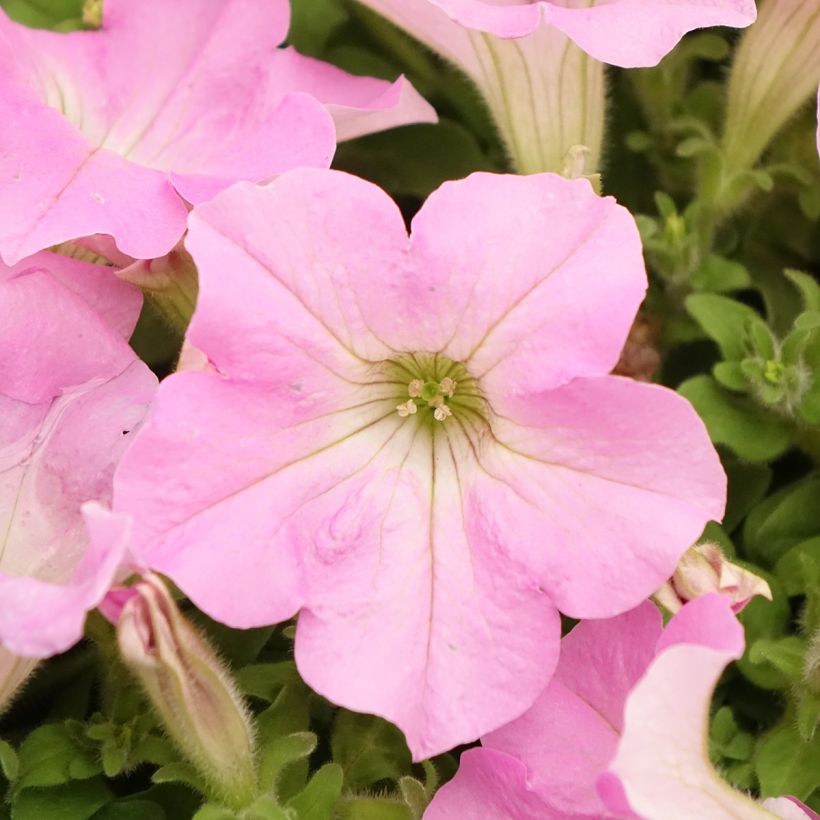 Petunia Surfinia Trailing Big Pink (Floración)