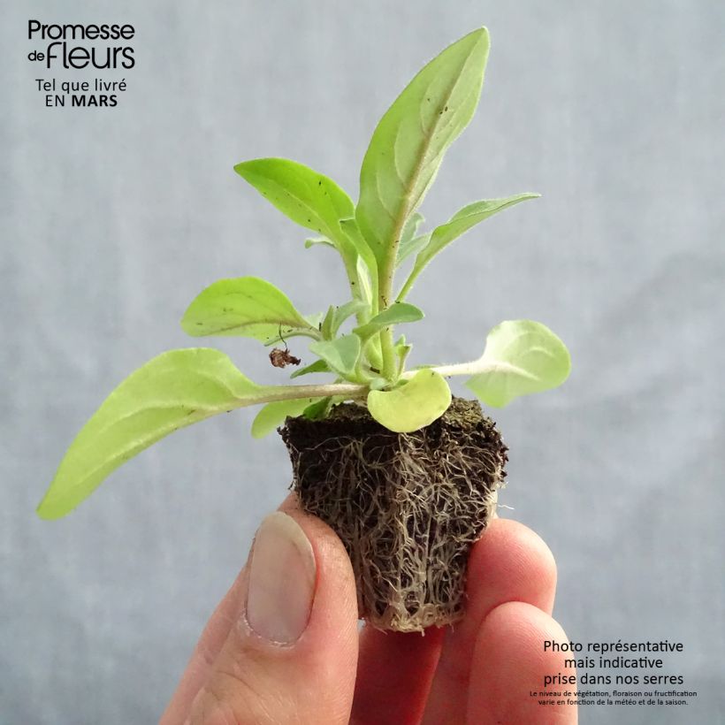 Petunia Tidal Wave Silver Bandeja de semillero: cepellón 3,8 cm x 3,2 cm en bandeja de cultivo por 16 Ejemplar entregado en la primavera