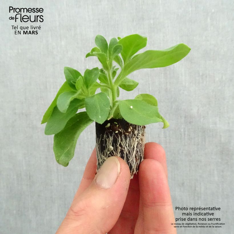 Petunia Tumbelina Candyfloss - Surfinia minicepellón: Ø 3/4 cm Ejemplar entregado en la primavera