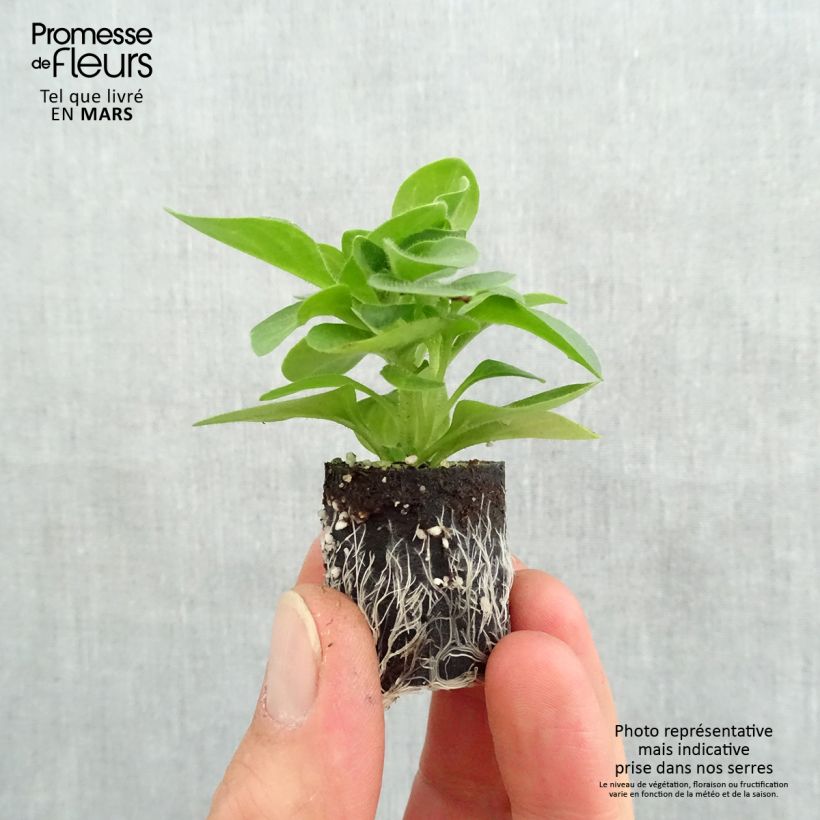 Petunia Tumbelina Priscilla minicepellón: Ø 3/4 cm Ejemplar entregado en la primavera