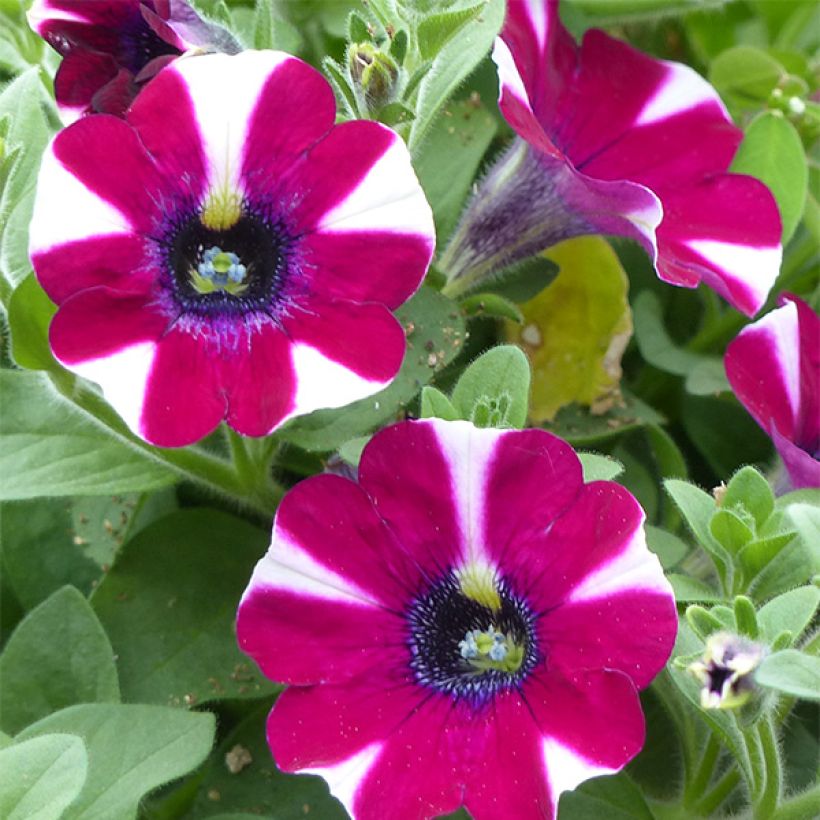 Petunia Bicolor Cabernet (Floración)