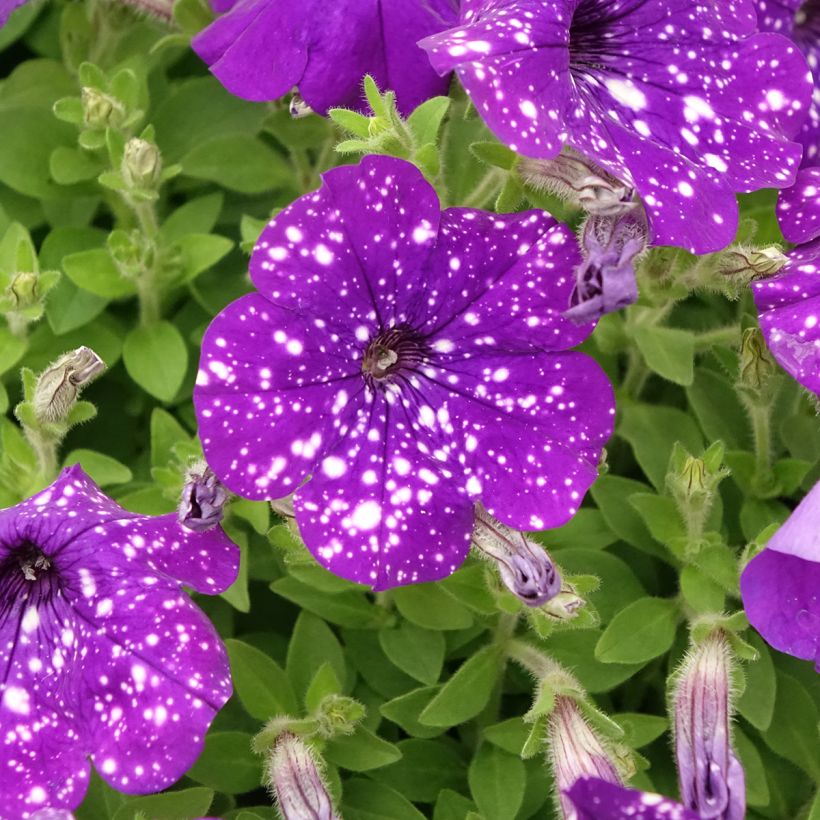Petunia Splash Dance Bolero Blue (Floración)
