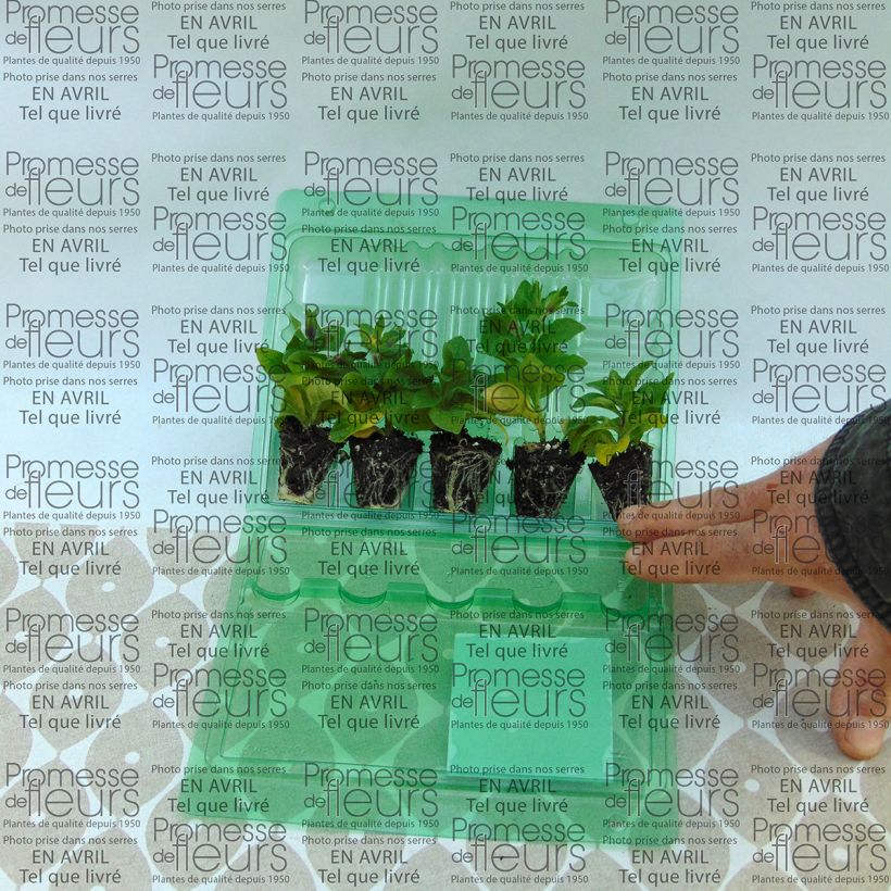 Ejemplo de ejemplar de Petunia Tumbelina Maria - Surfinia minicepellón: Ø 3/4 cm tal y como se entrega