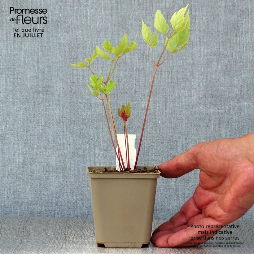 Ejemplar de Peucedanum - Peucedanum verticillare Maceta de 8/9 cm entregado en verano