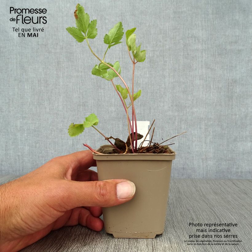 Peucedanum - Peucedanum verticillare Maceta de 8/9 cm Ejemplar entregado en la primavera