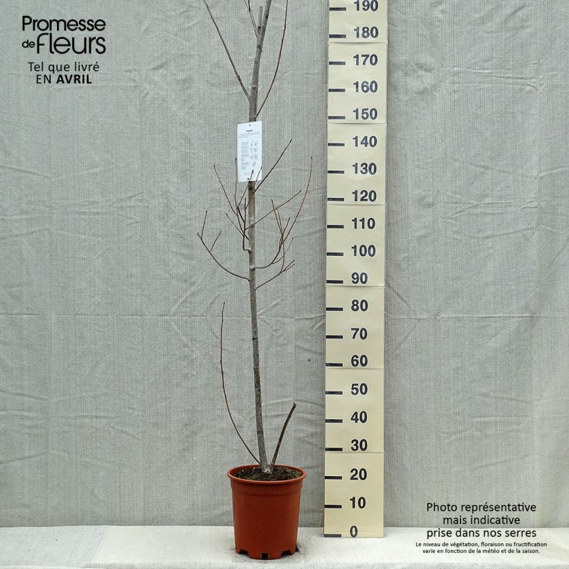 Populus euramericana Robusta - Álamo negro del Canadá Maceta 7,5L/10L Ejemplar entregado en la primavera