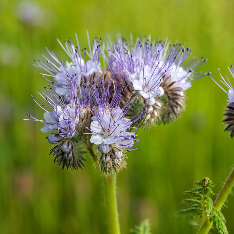Phacelia tanacetifolia Azul BIO - Facelia (Floración)