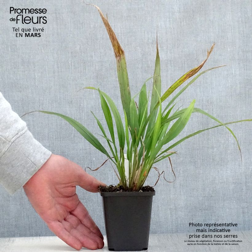 Phaenosperma globosa Maceta de 8/9 cm Ejemplar entregado en la primavera